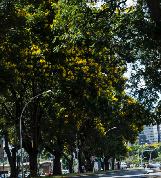 Quarto dia de COP 30: países amazônicos se juntam em monitoramento coletivo da floresta