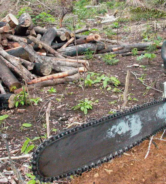 STF investiga compra de máquinas com emendas parlamentares para desmatamento da Amazônia 