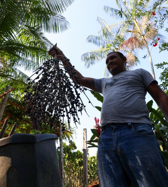 Após COP 30, como transformar bioeconomia em negócios sustentáveis?