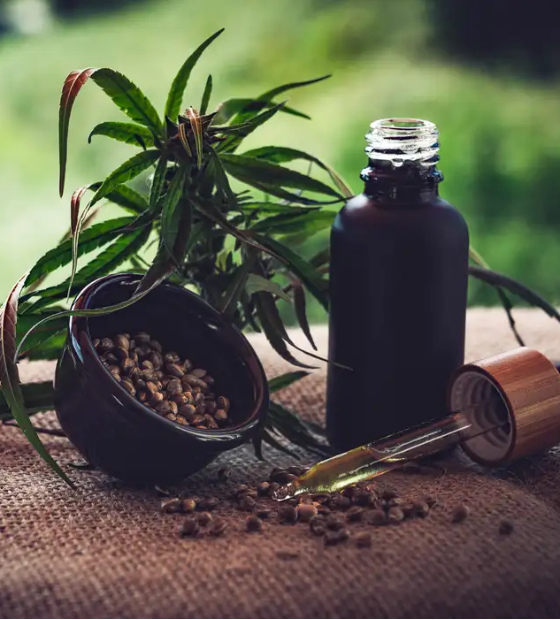 Mal de Alzheimer e Cannabis: estudo mostra benefícios do uso de mini doses de THC E CBD.