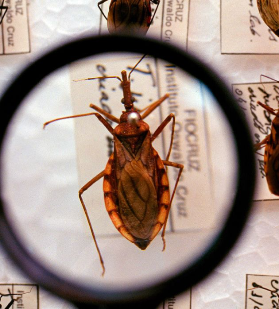 Pará registra redução em 19 por cento dos casos de doença de Chagas Aguda