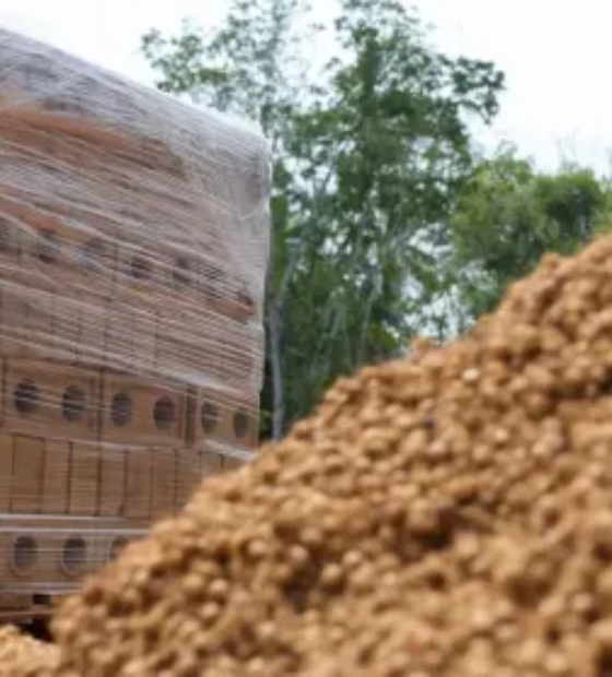 Projeto executado pela Cohab irá construir casas ecológicas com tijolos de caroço de açaí 