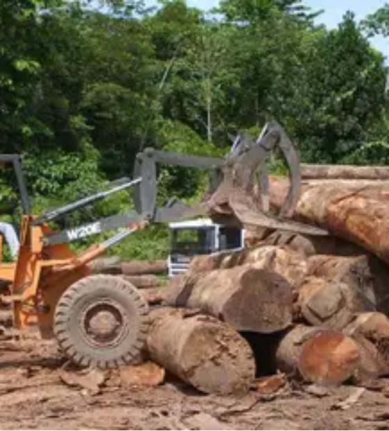 Estudo mostra aumento em 44 por cento na extração ilegal de madeira em áreas protegidas da Amazônia 