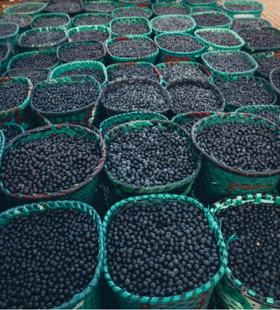 Deu na Folha: Cervejaria que produz energia com caroço de açaí é destaque nacional.