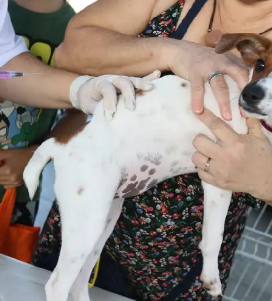 Campanha de vacinação antirrábica acontece neste sábado em Belém 