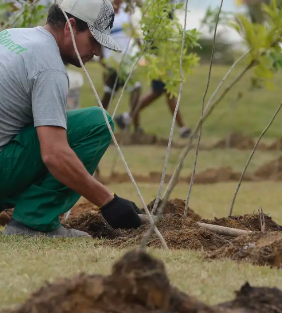 Ritmo de restauração de florestas no Brasil precisa quadruplicar para atingir meta em 2030