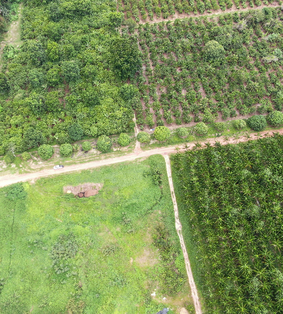 Açaí, cacau e dendê em Tomé-Açú barram o avanço da soja no Pará