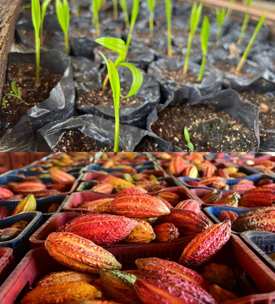 Direto do interior: açaí e cacau paulistas na área