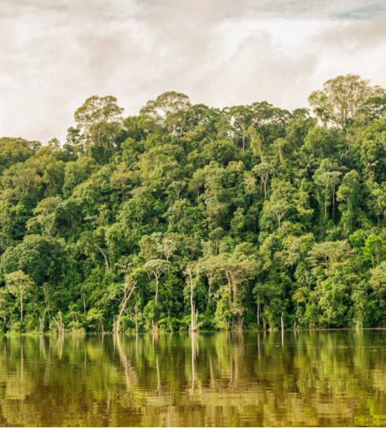 Estudo mostra diminuição em 67 por cento dos focos de queimada no Pará em 2025