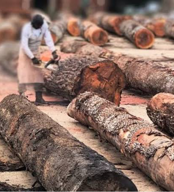 Ibama desarticula esquema ilegal de extração de madeira no Pará