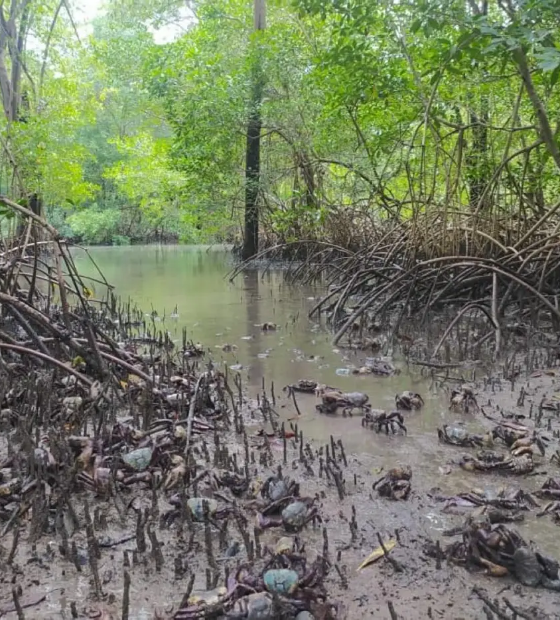 Defeso do caranguejo-uçá começa em fevereiro