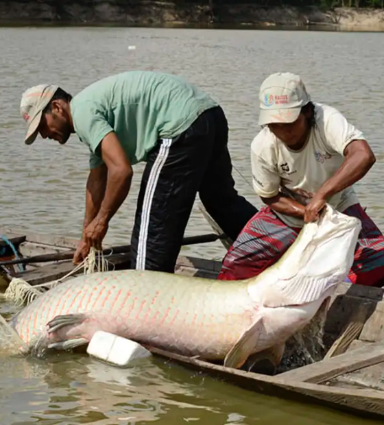 Estudo inédito da UFPA mapeia genes e protege peixes amazônicos 
