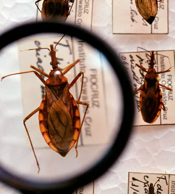 Doença de Chagas: Ananindeua confirma 37 casos e chega a três mortes.