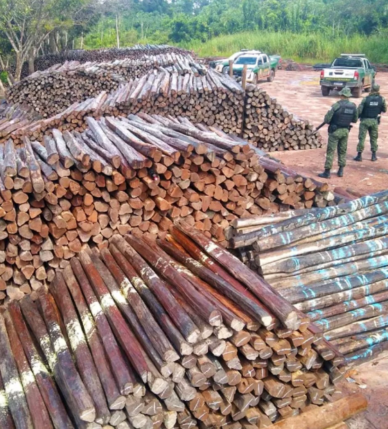 ONG aponta aumento da extração ilegal de madeira no Pará