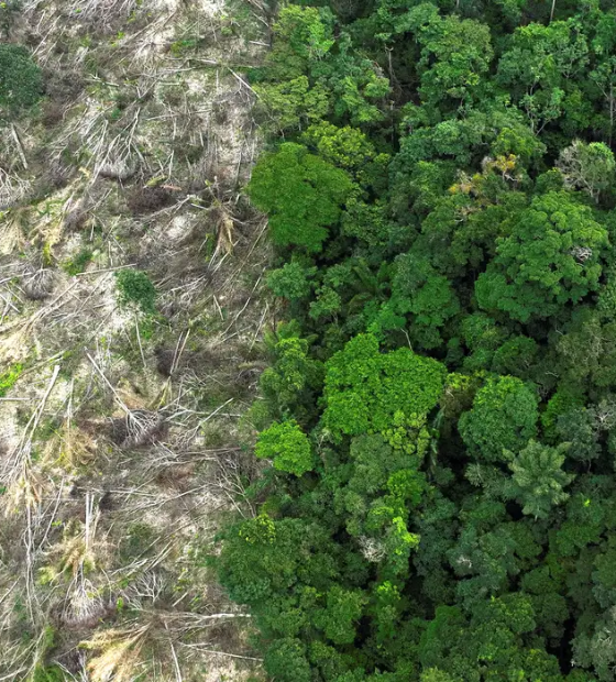 Imazon aponta queda histórica no desmatamento em unidades de conservação na Amazônia 