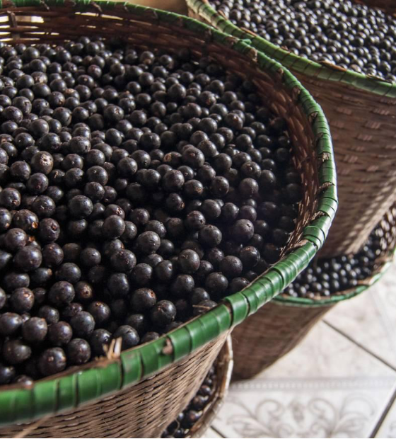 Descarte e reaproveitamento do caroço de açaí: consulta pública abre para sugestões em Belém.