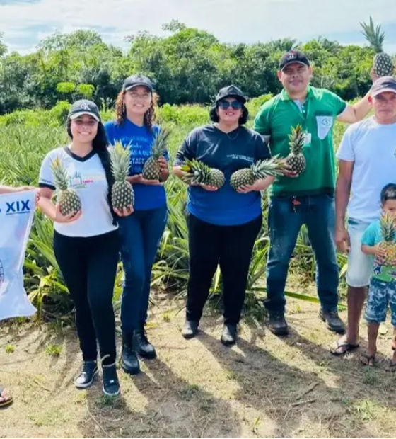 Pesquisa transforma abacaxi em amaciante de carne no Marajó 