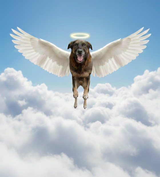 Carta aberta a Orelha