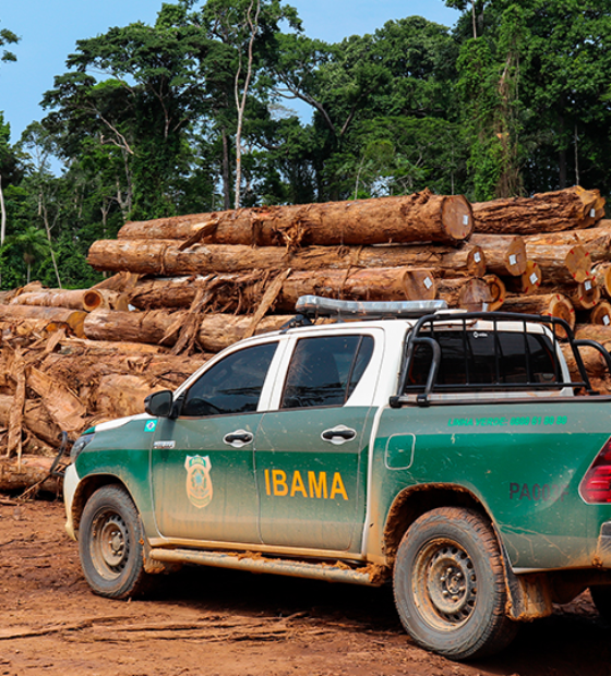 Ibama abre vagas para estágio em Belém e Santarém 