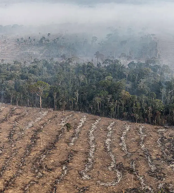 STF determina novas medidas para combate ao desmatamento na Amazônia Legal