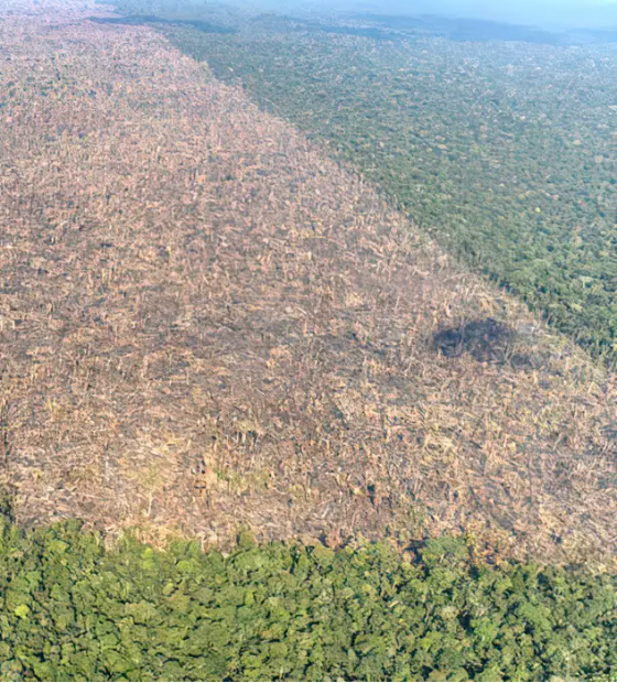 Plano Clima do Brasil: desmatamento precisa ser reduzido drasticamente para cumprir meta climática.