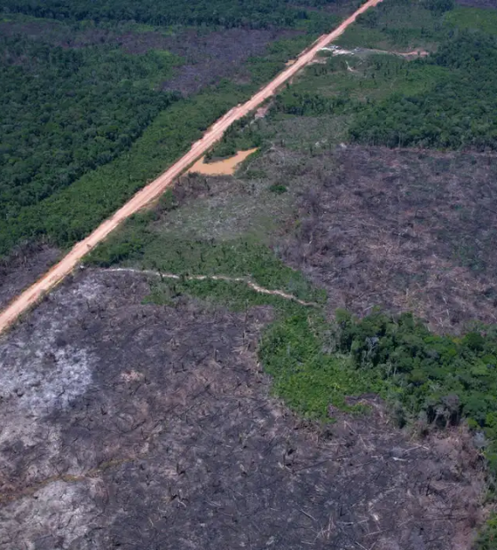 Alertas de desmatamento na Amazônia caem em 35 por cento nos últimos seis meses