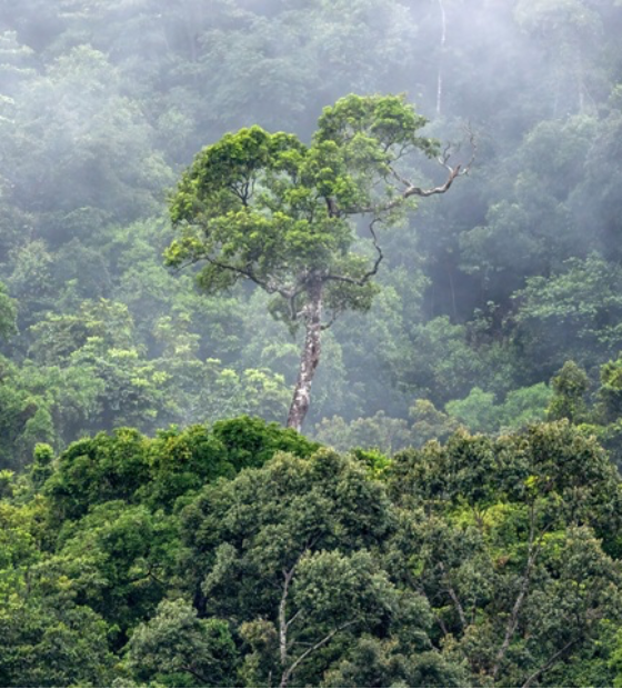 Chuvas na floresta Amazônica geram 20 bilhões de dólares anuais, aponta estudo