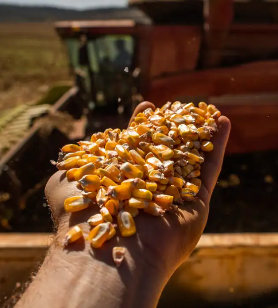 Brasil atinge safra recorde de grãos e não tem onde armazenar 40 por cento da produção
