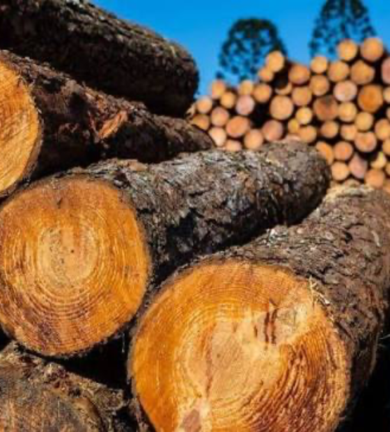 Exportação de madeira no Pará duplica em janeiro de 2026