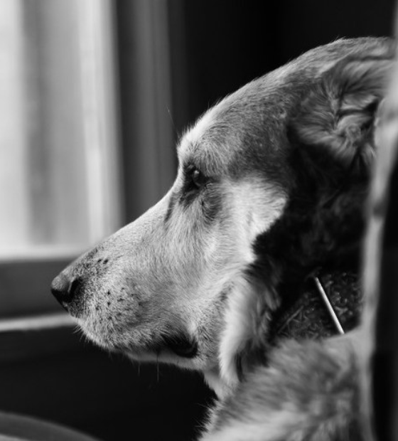 Tortura animal em esquema internacional: MPF denuncia envolvidos em produção e comercialização de vídeos. 