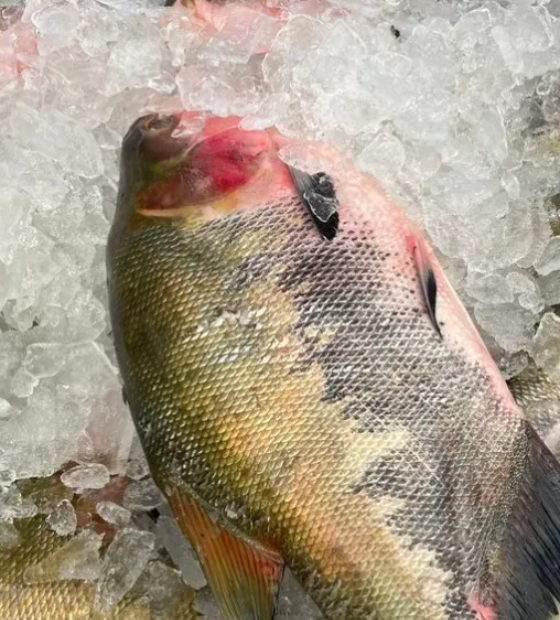 É Páscoa outra vez: Semana do Pescado começa em Belém e 70 municípios.