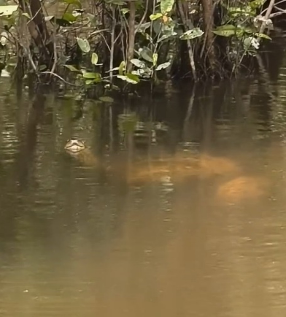  Cobra grande: vídeo mostra réptil da Amazônia atacando e devorando jacaré. 