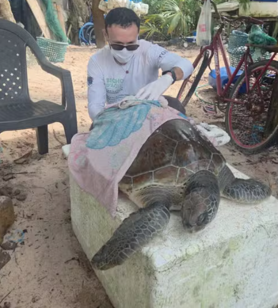 Tartaruga ameaçada de extinção é resgatada na praia da Marieta, em Maracanã