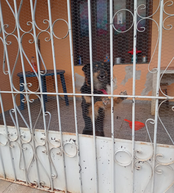 Abandono de animais: Denúncia aponta cão e gatos precisando de resgate e cuidados. 
