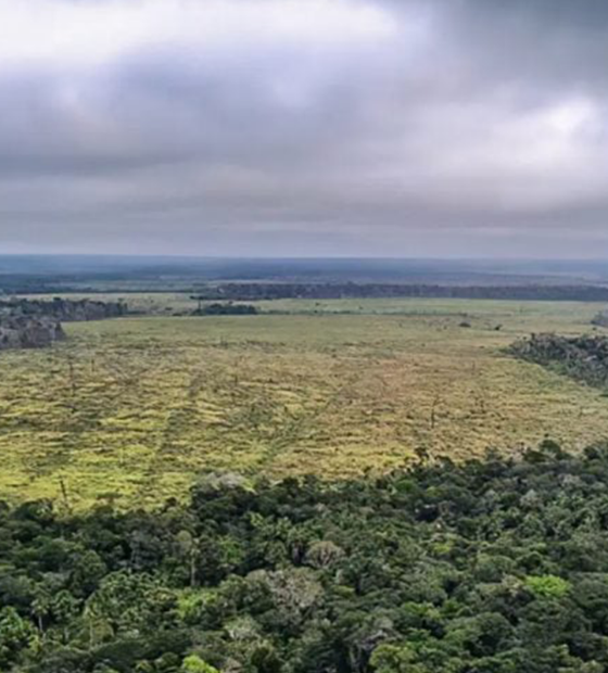 Desmatamento na Amazônia cai no 1º trimestre, mas aumenta em março
