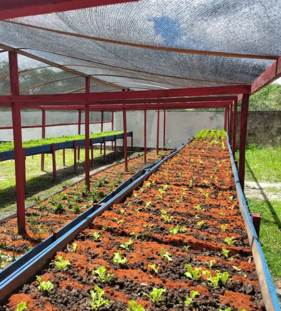 Programa Hortas Sociais: inauguração no Tapanã promove segurança alimentar na comunidade do bairro.