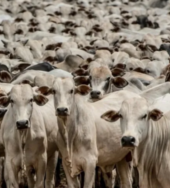 Comércio proibido ou acordo miado: UE proíbe importação de carnes, ovos e animais made in Brazil.