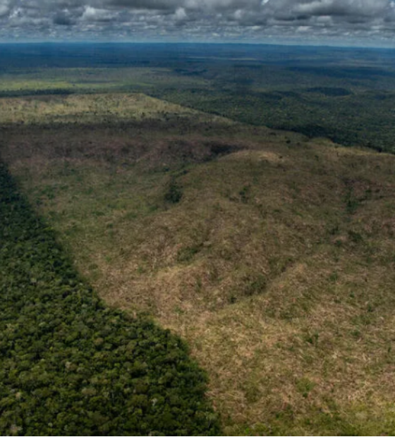 Amazônia tem desmatamento zero em 67 por cento das áreas protegidas nos últimos 9 meses, diz Imazon