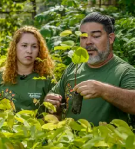 Em Santarém, casal produz espécies nativas da Amazônia e impulsiona reflorestamento.