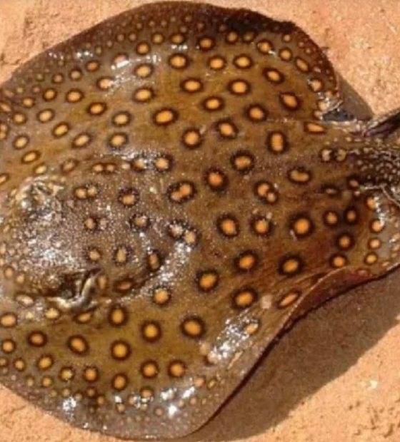 Saiba como evitar acidentes com arraias nas praias de Belém