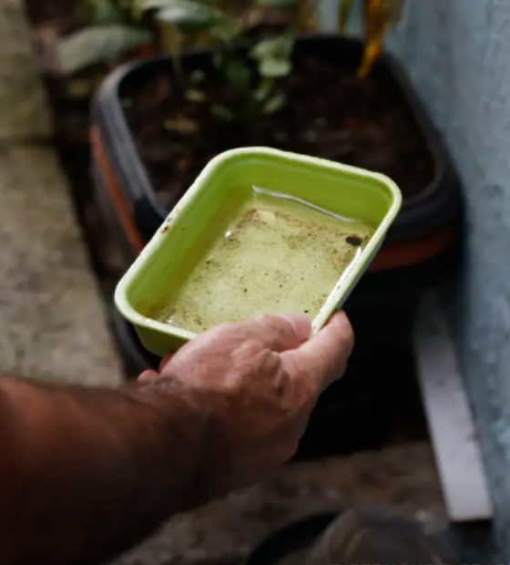 El Niño pode aumentar casos de chikungunya e dengue no Brasil
