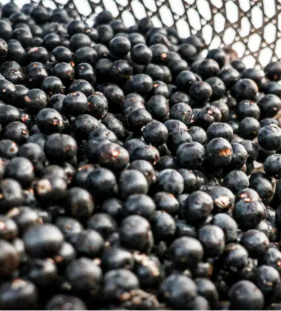 Açaí na China: País facilita exportação de polpas e frutas congeladas brasileiras 