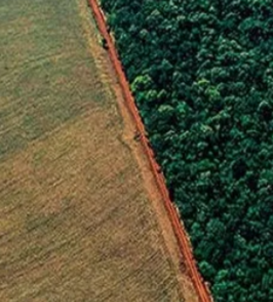 Em OESTADONET: Proprietária de imóvel rural firma compromisso ambiental para regularizar área em Novo Progresso