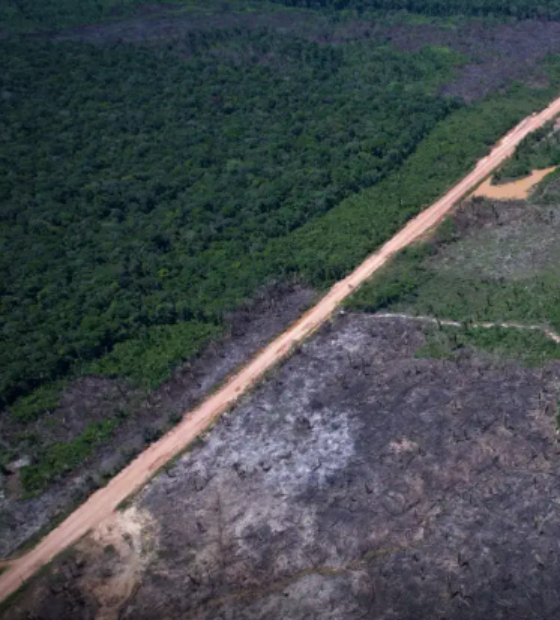 Desmatamento na Amazônia cai 36,87% no último ano, diz Inpe