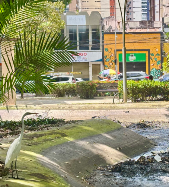 Prefeitura segue com plano para conter garças na praça Batista Campos