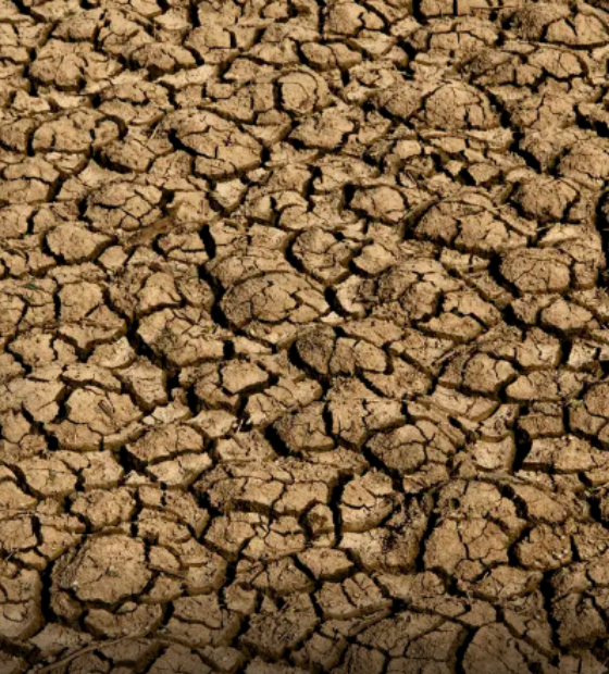 Desertificação no Brasil ameaça segurança hídrica e alimentar