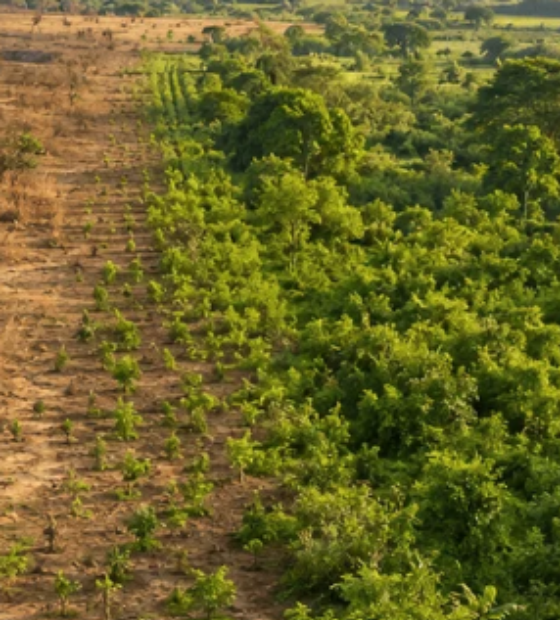 Na COP17, Brasil promete restaurar 163 mil km² de terras degradadas até 2030 