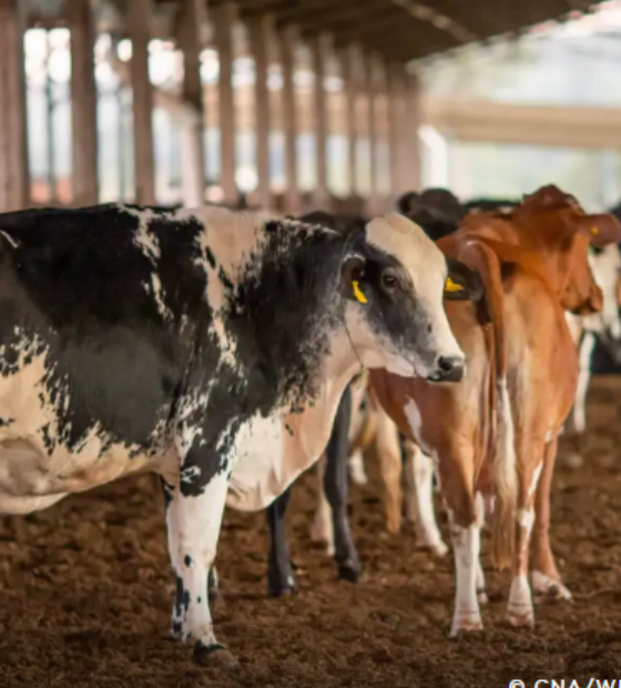 União Europeia suspende carnes do Brasil; entenda impacto e próximos passos