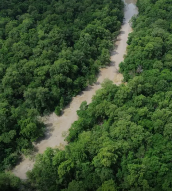 No Dia da Amazônia, campanha pede que eleitor vote por floresta em pé