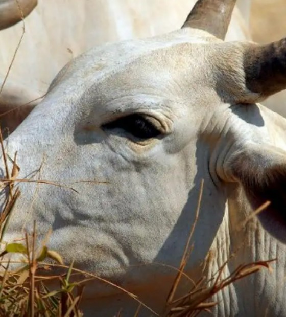 Carne brasileira vai pagar tarifa de 67% para entrar na China